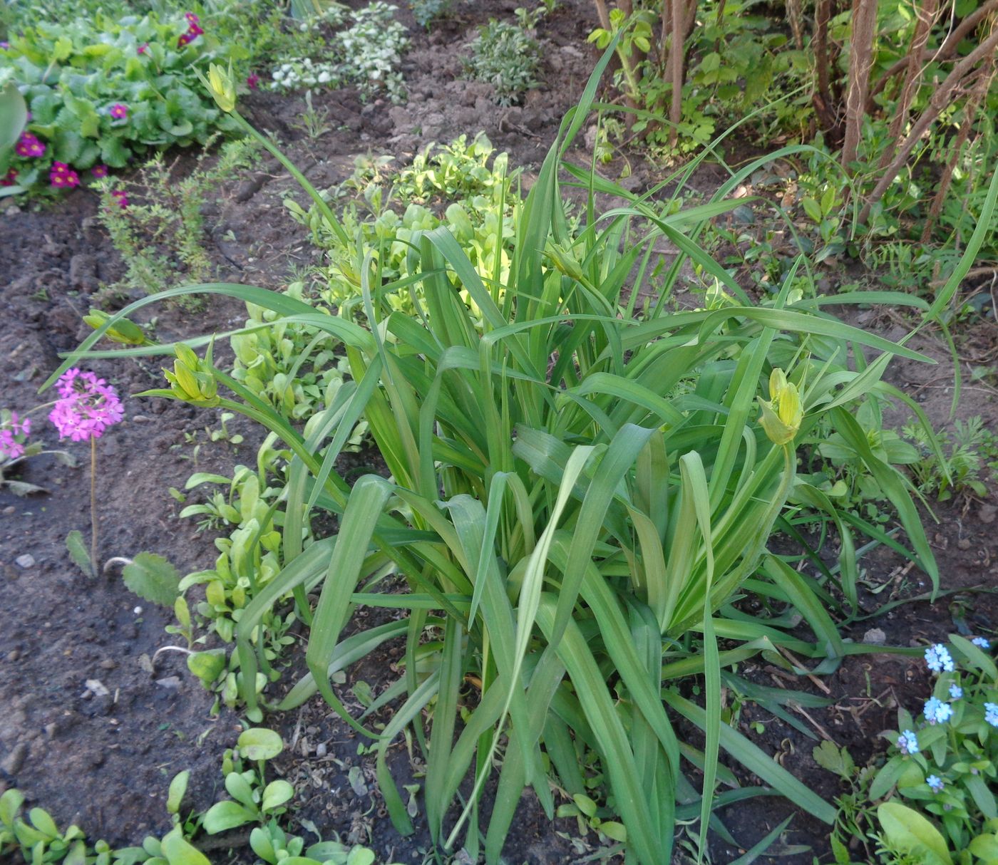 Image of genus Hemerocallis specimen.