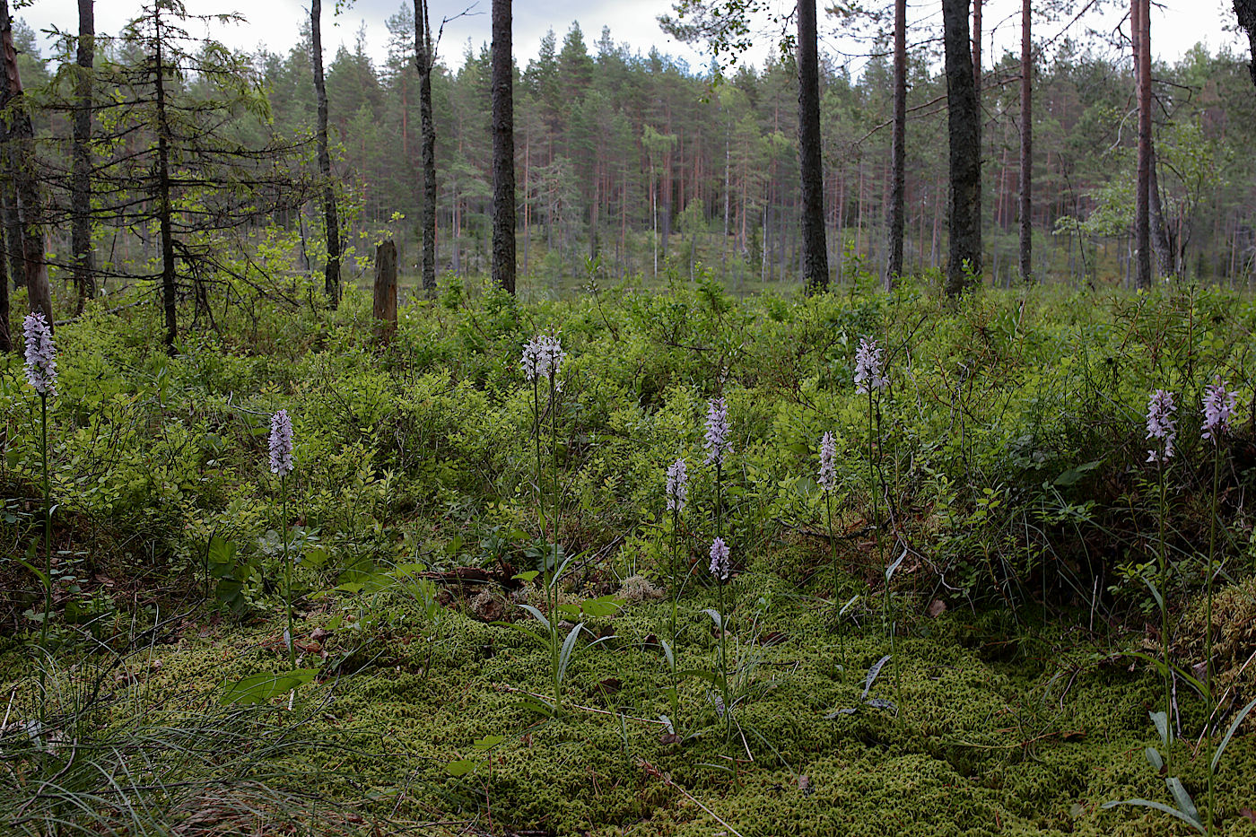 Image of Dactylorhiza fuchsii specimen.