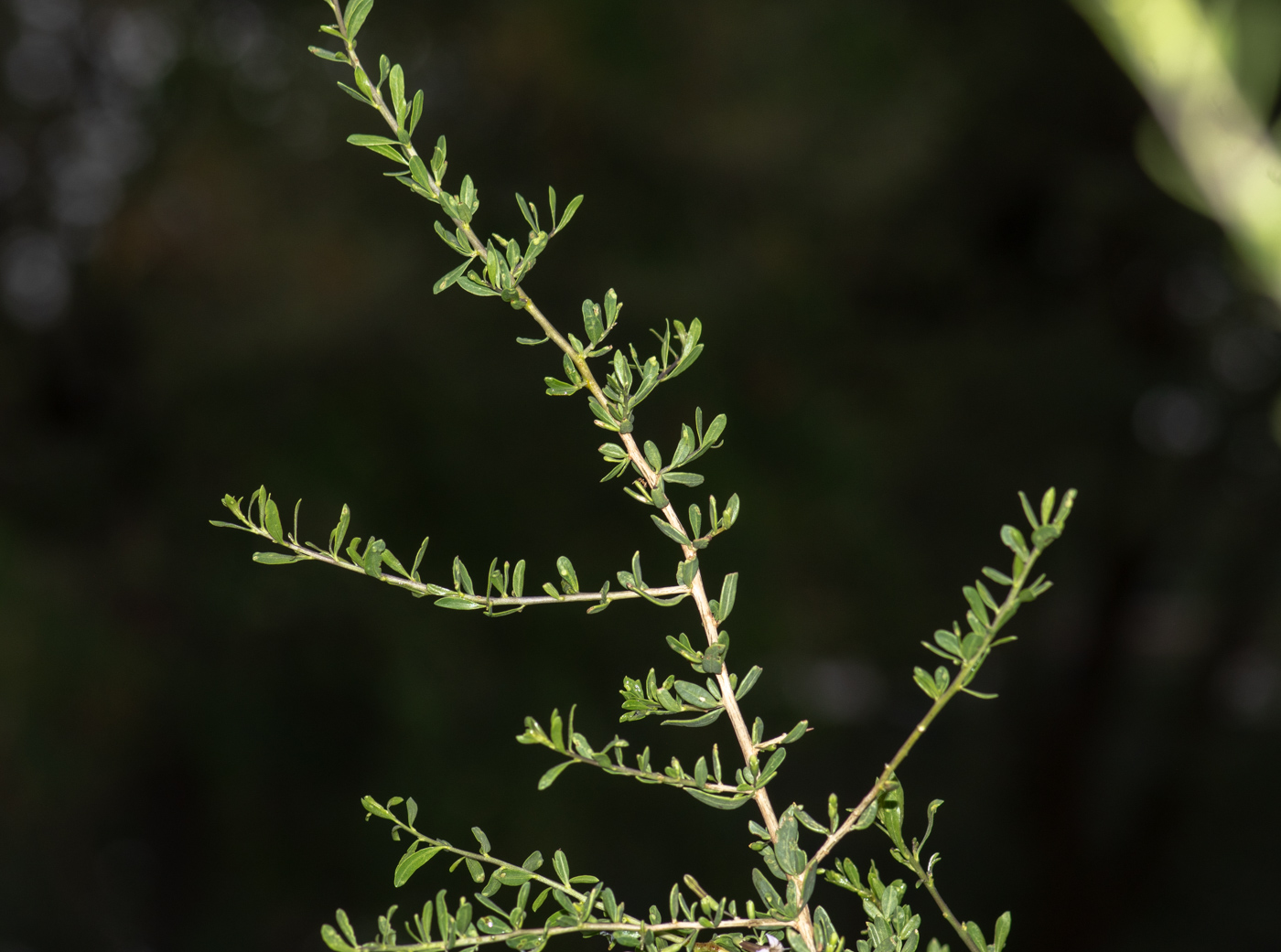 Image of Lycium bosciifolium specimen.