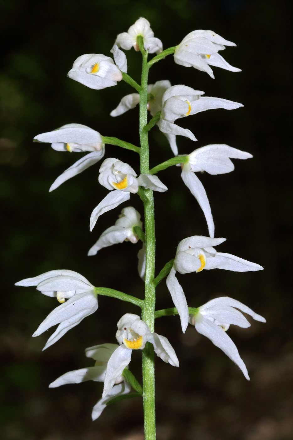 Image of Cephalanthera longifolia specimen.