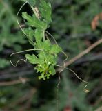 Coccinia sessilifolia