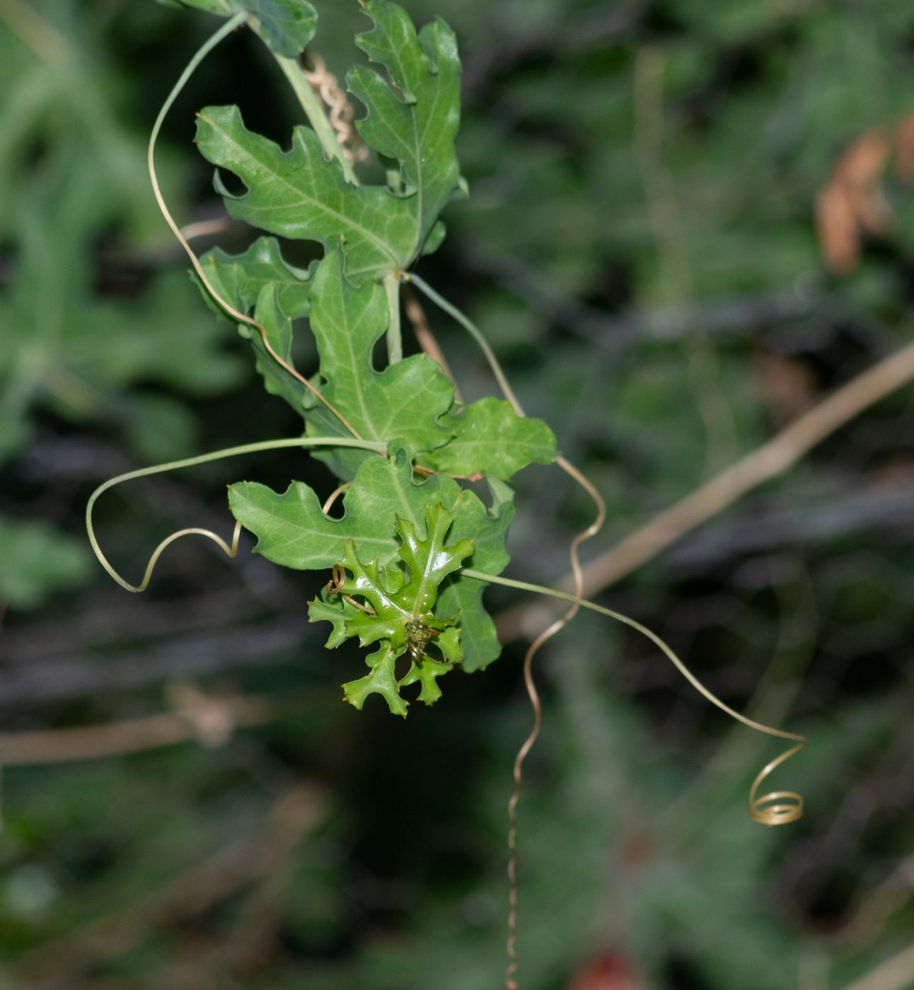 Изображение особи Coccinia sessilifolia.