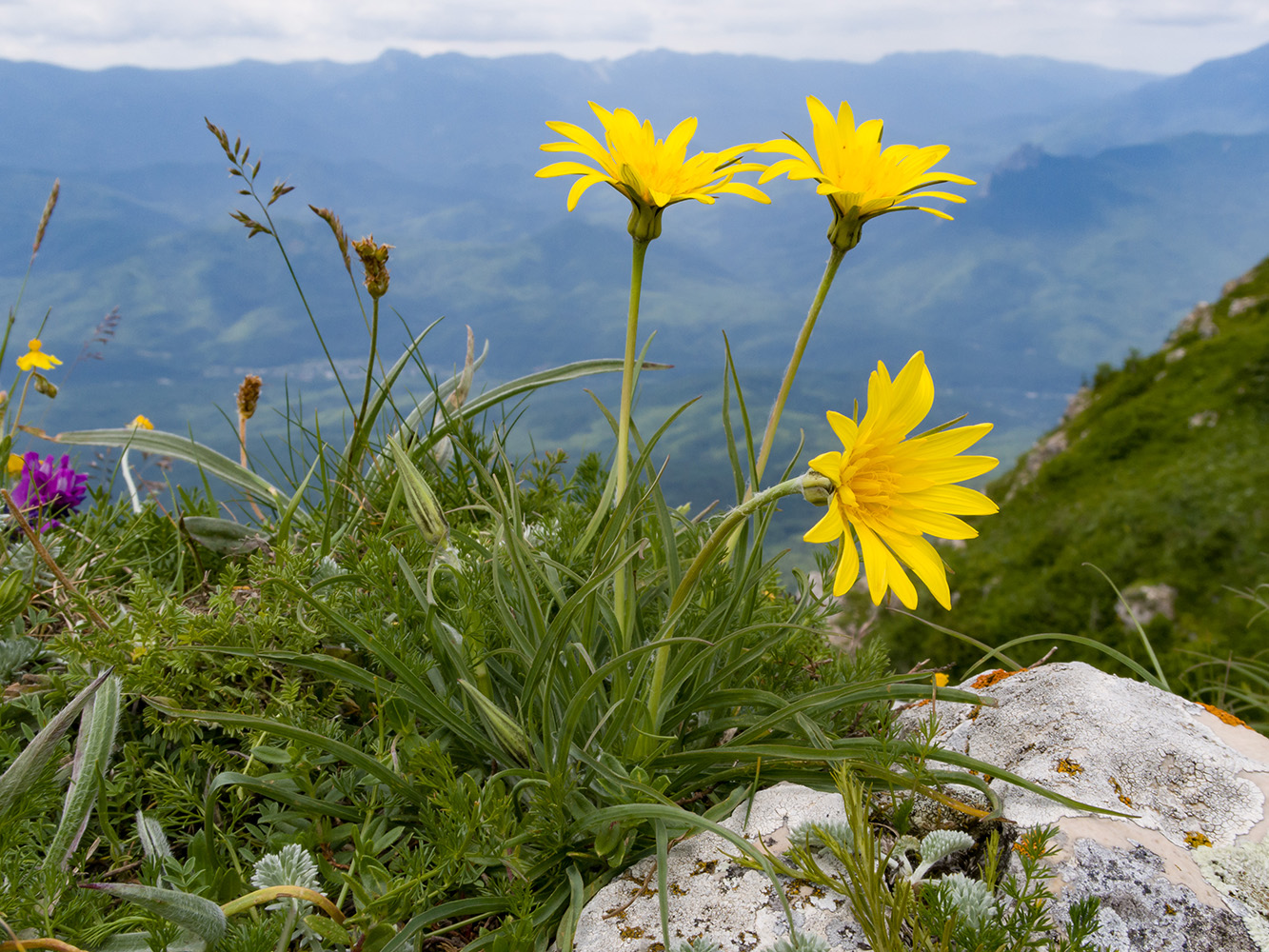 Image of Tragopogon filifolius specimen.