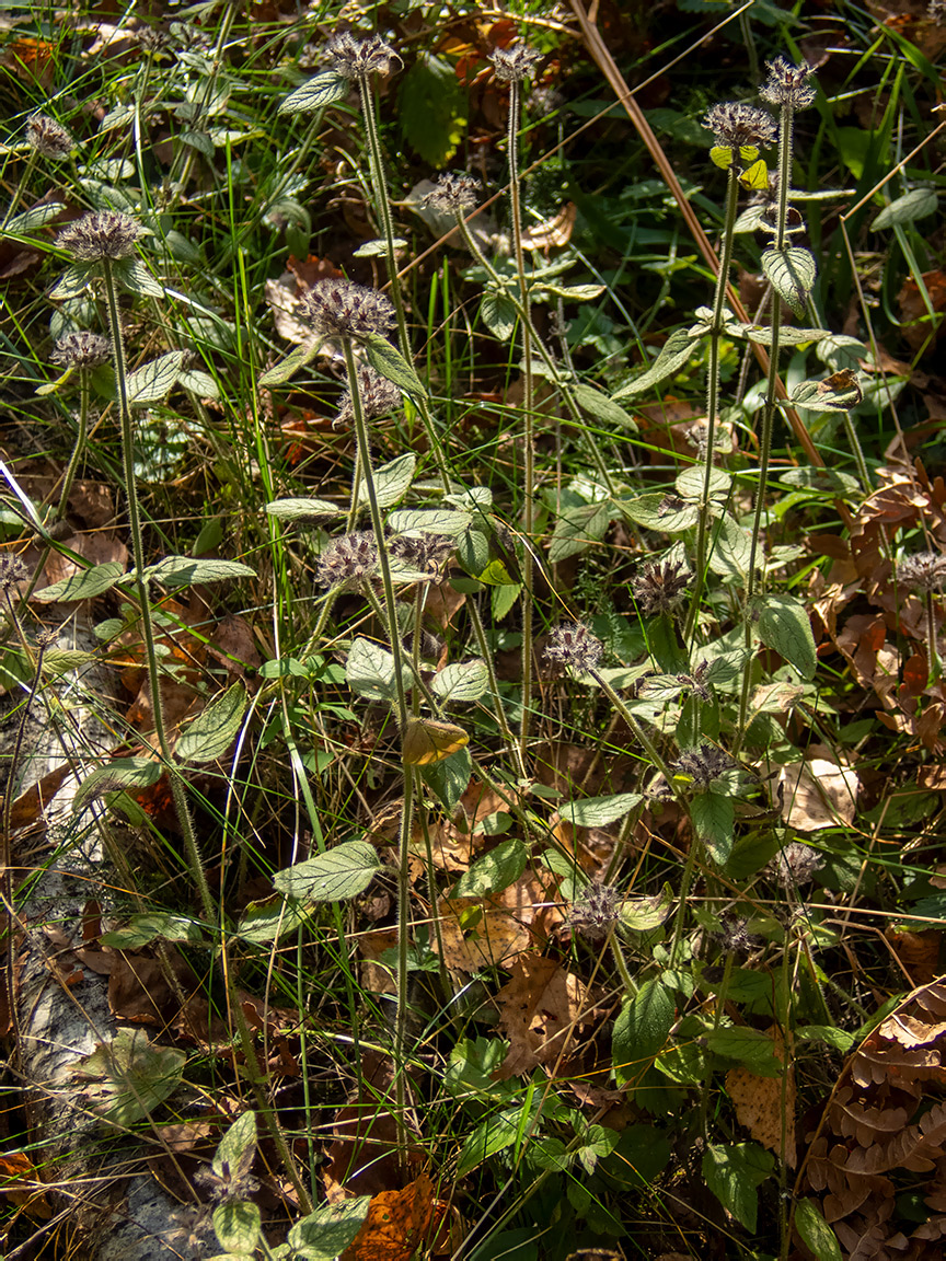 Image of Clinopodium vulgare specimen.