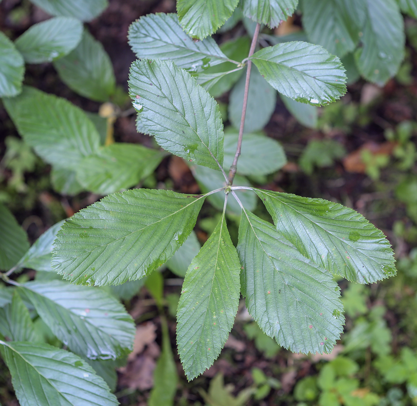 Изображение особи Sorbus aria.