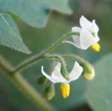 Solanum nigrum subspecies schultesii