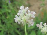 Astrodaucus orientalis. Соцветие-зонтичек (вид со стороны обёрточки). Кабардино-Балкария, Эльбрусский р-н, окр. с. Нейтрино, ок. 1800 м н.у.м., каменистый склон. 05.07.2020.