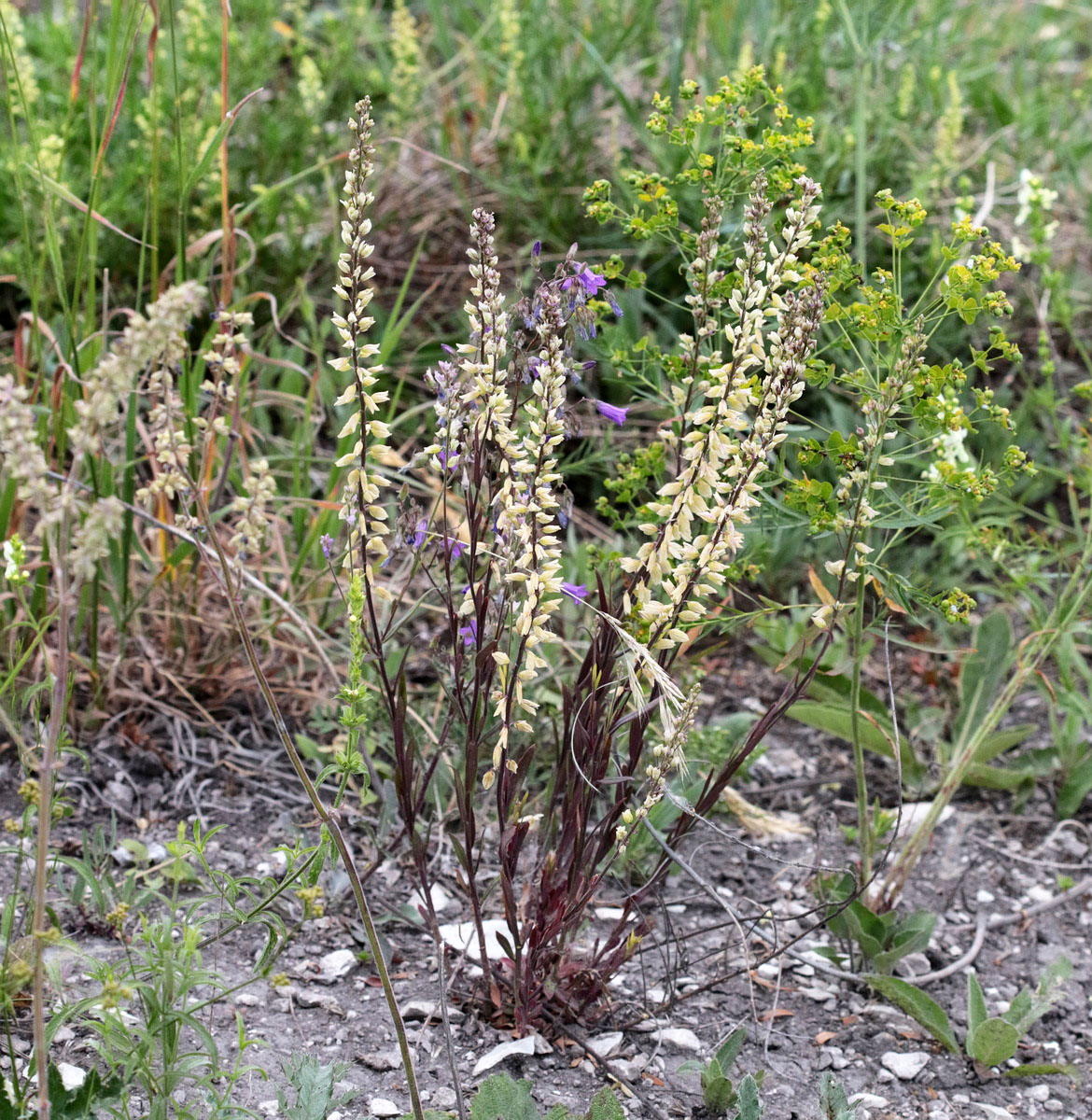 Image of genus Polygala specimen.