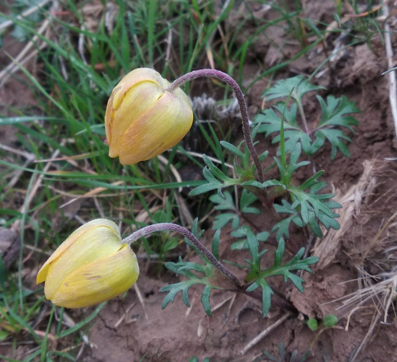 Image of Anemone baissunensis specimen.