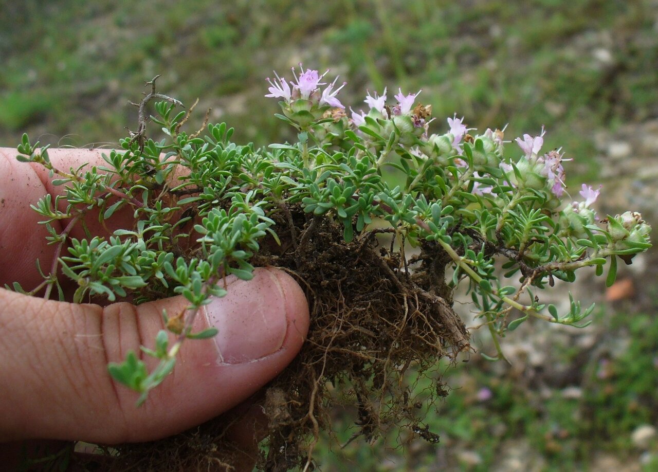 Image of Thymus jalasianus specimen.