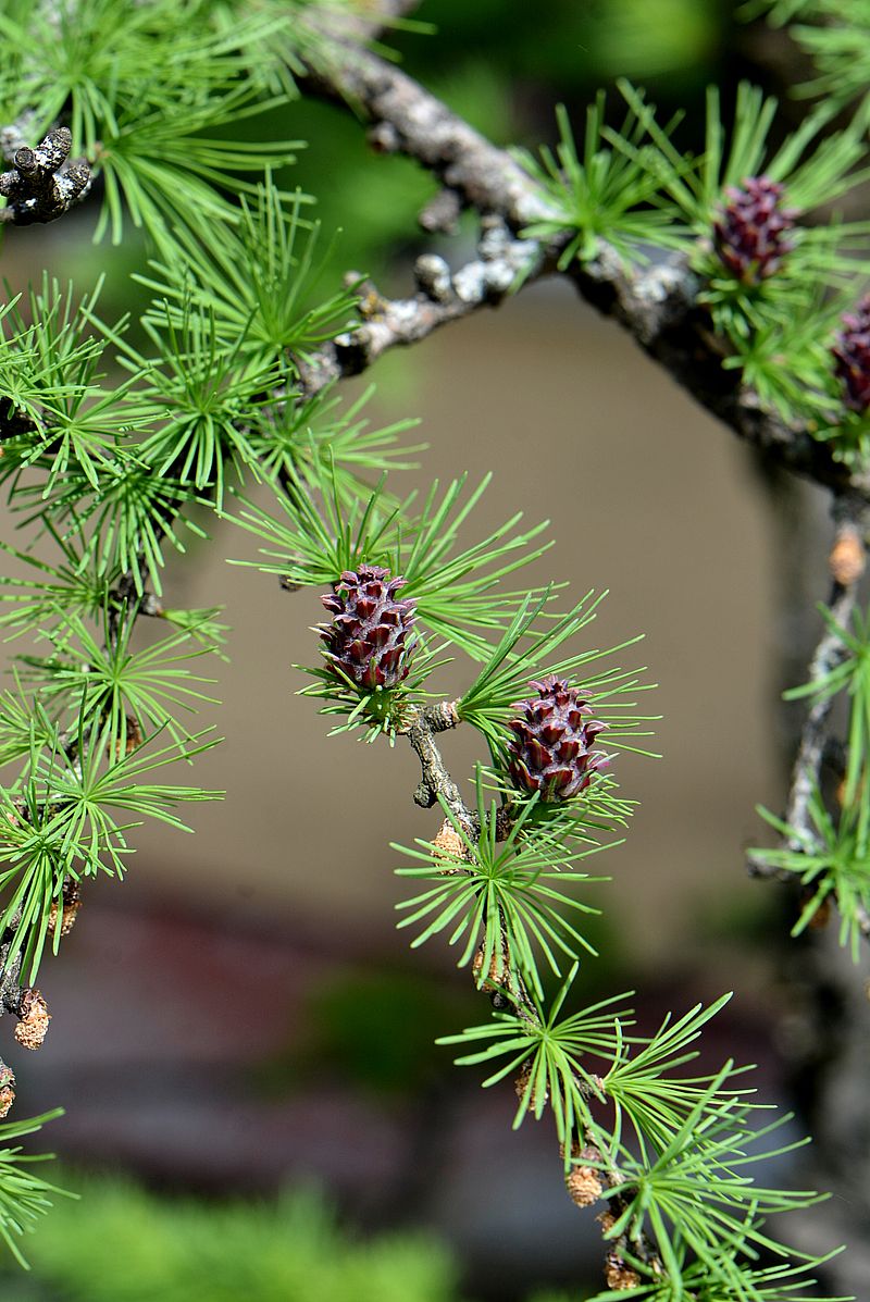 Image of Larix decidua specimen.