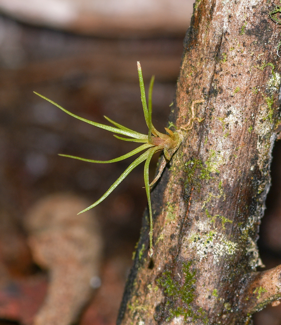 Image of genus Tillandsia specimen.