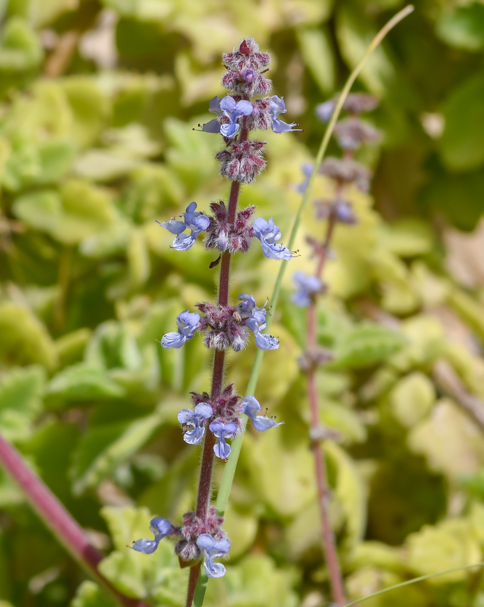 Image of Coleus australis specimen.