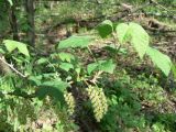 genus Ribes. Побег с соцветиями. Хабаровский край, Хабаровский р-н, ст. Хехцир. 18.05.2014.