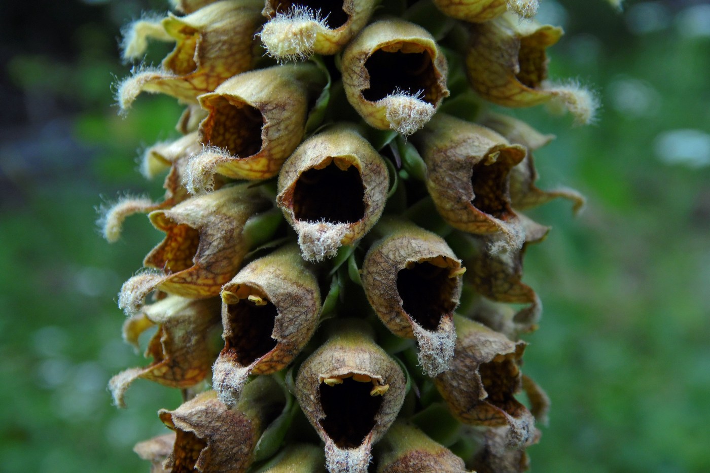 Image of Digitalis schischkinii specimen.