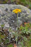 Anthemis subspecies pectinata