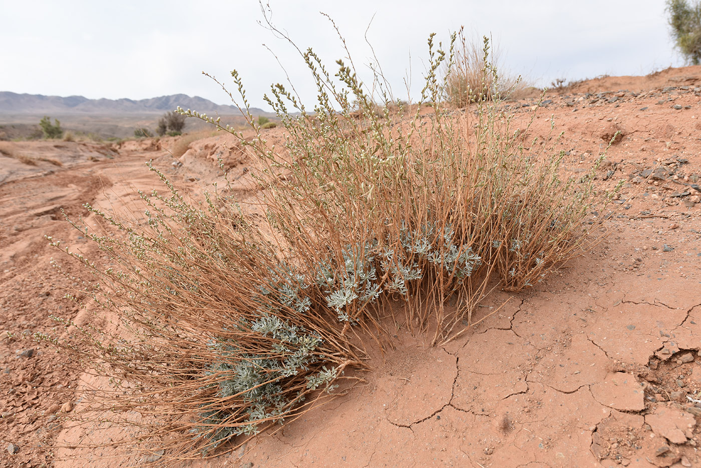 Image of Artemisia juncea specimen.