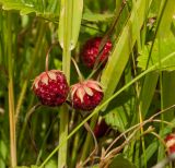 Fragaria viridis. Плоды и части листьев. Пермский край, Большесосновский муниципальный округ, окр. с. Черновское, разнотравно-злаковый луг. 3 июля 2021 г.