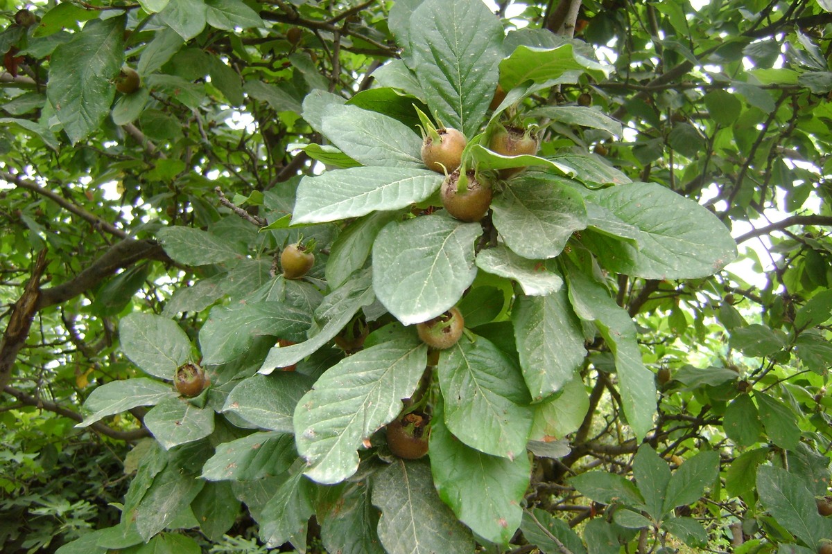 Image of Mespilus germanica specimen.