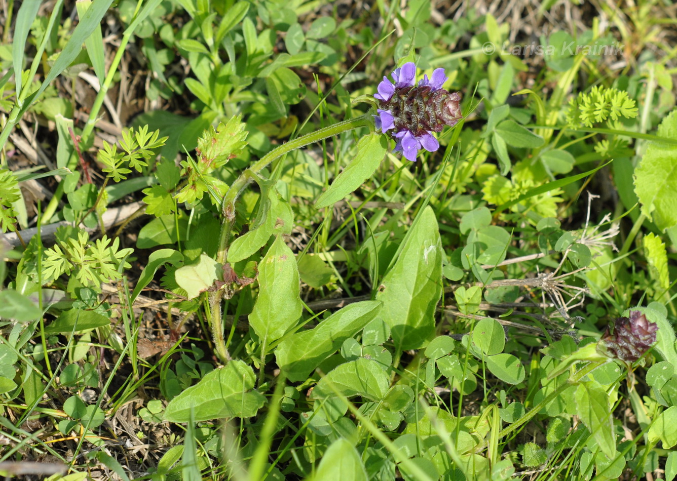 Image of Prunella japonica specimen.