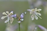 Silene saxatilis