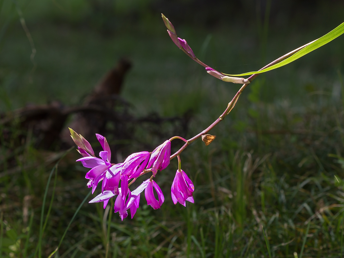 Image of genus Bletilla specimen.