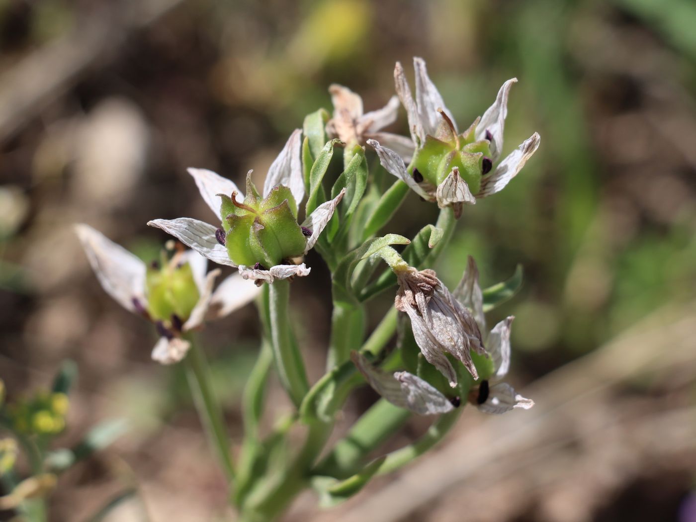 Image of Fritillaria rugillosa specimen.