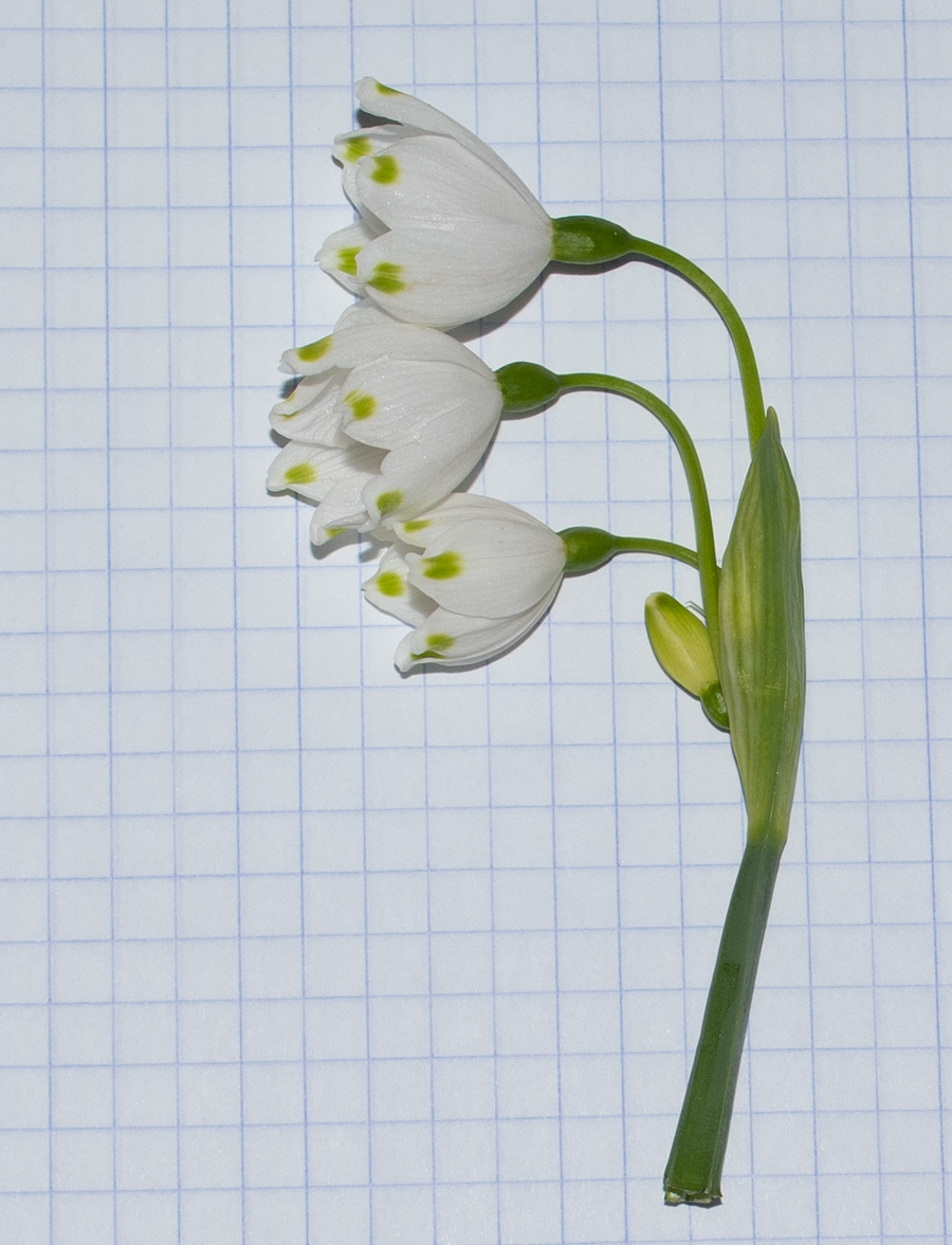 Изображение особи Leucojum aestivum.