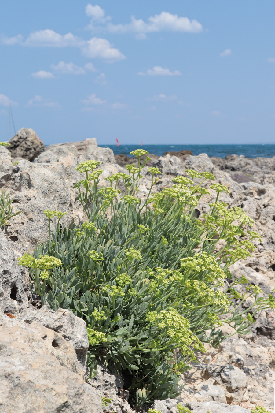 Image of Crithmum maritimum specimen.