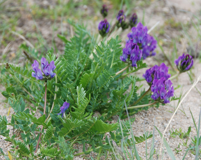 Image of Oxytropis altaica specimen.