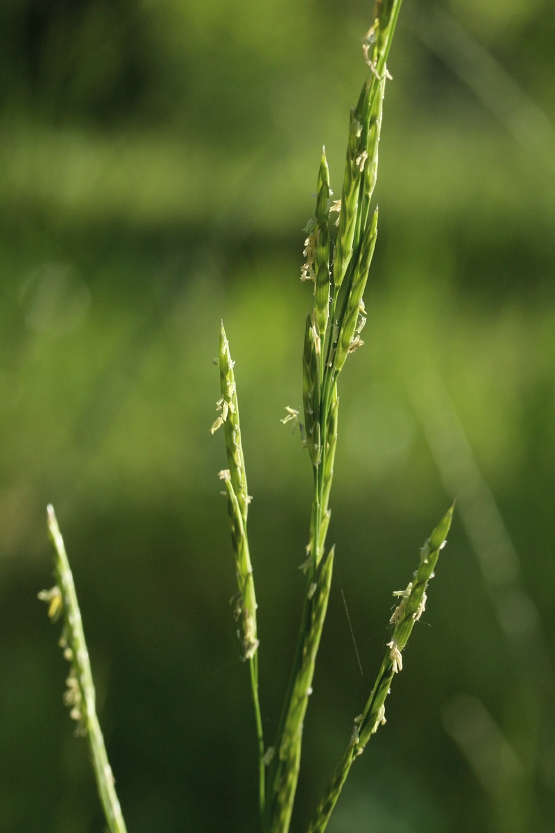 Image of Glyceria fluitans specimen.