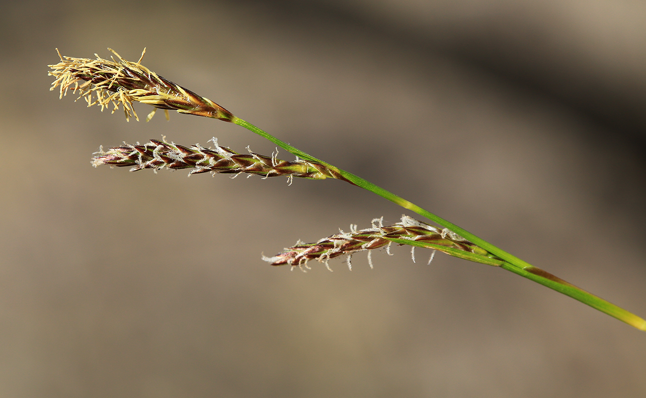 Image of Carex supermascula specimen.