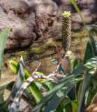 семейство Bromeliaceae. Листья и верхушка побега с отцветающим соцветием. Испания, автономное сообщество Канарские о-ва, о-в Фуэртевентура, провинция Las Palmas, муниципалитет Pajara, пос. La Lajita, \"Оазис-Парк\", ботанический сад, берег ручья. 09.03.2018.