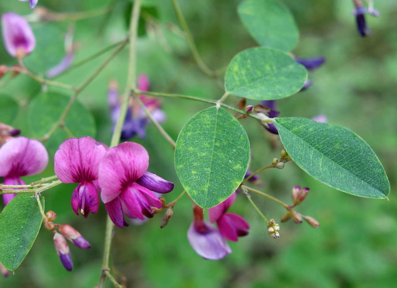 Image of Lespedeza bicolor specimen.