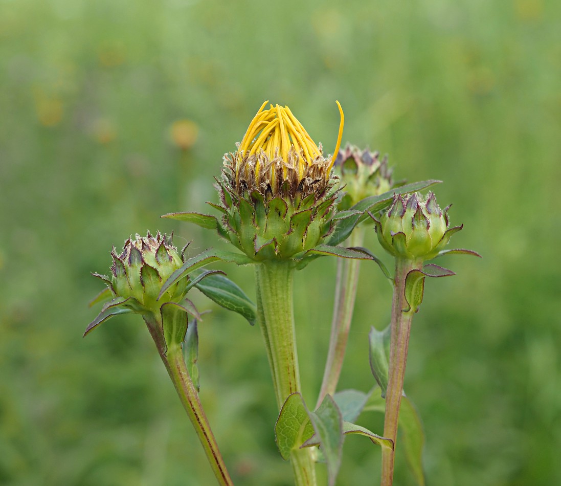 Image of Inula salicina specimen.