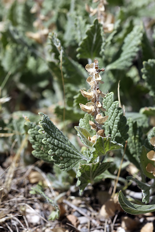 Image of genus Scutellaria specimen.