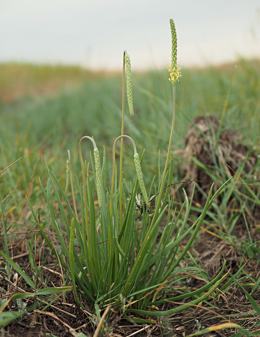 Изображение особи Plantago salsa.