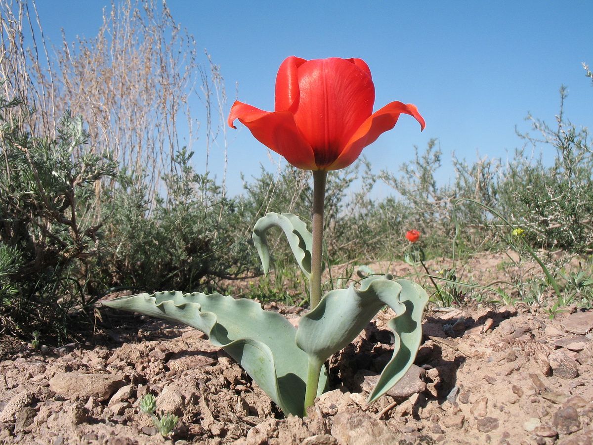 Изображение особи Tulipa alberti.