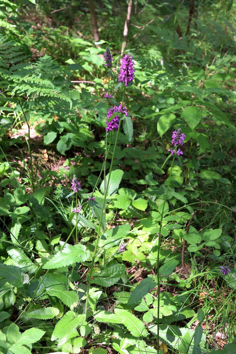 Image of Betonica officinalis specimen.