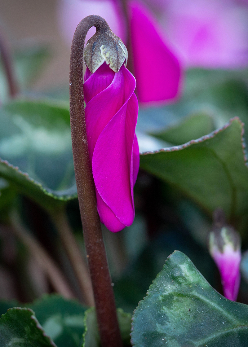 Изображение особи Cyclamen persicum.