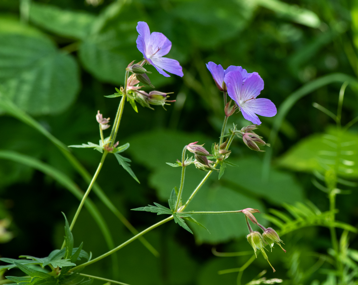 Image of Geranium pratense specimen.