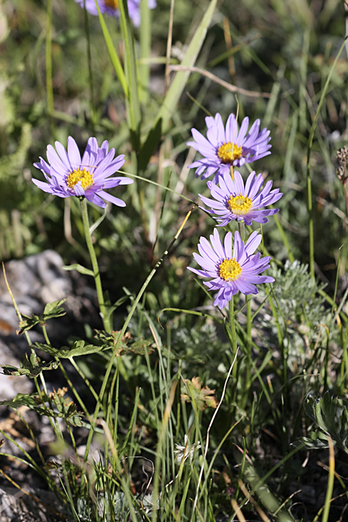 Image of Aster serpentimontanus specimen.