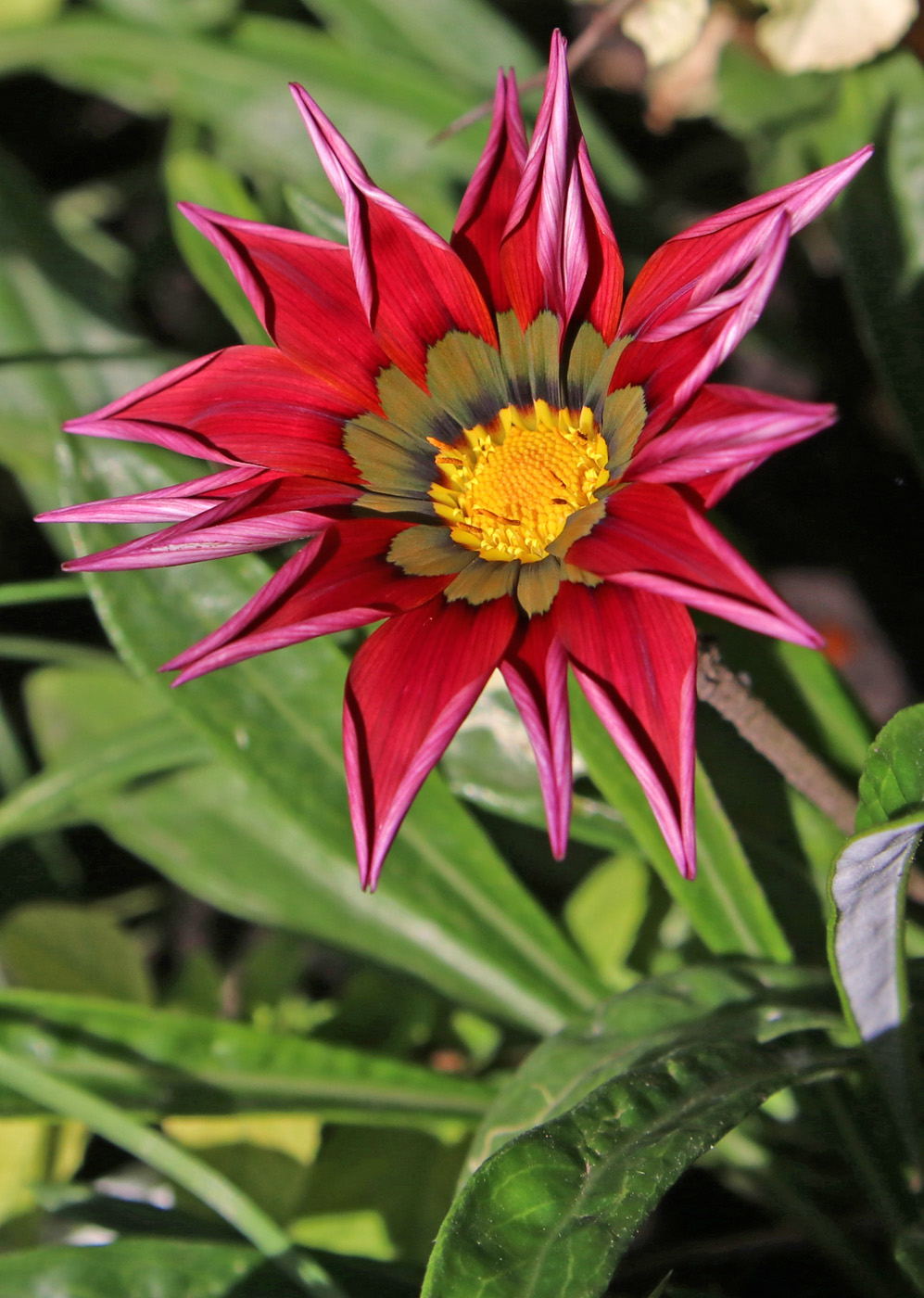 Image of Gazania &times; hybrida specimen.