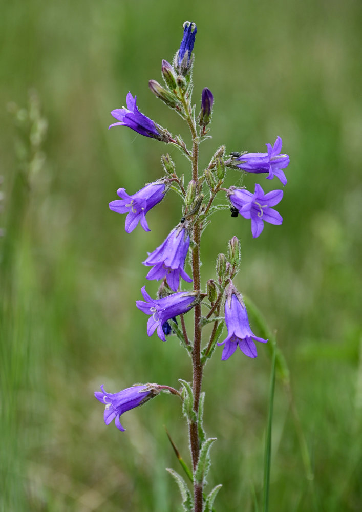 Image of Campanula sibirica specimen.