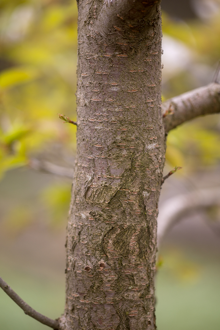 Image of Cerasus avium specimen.