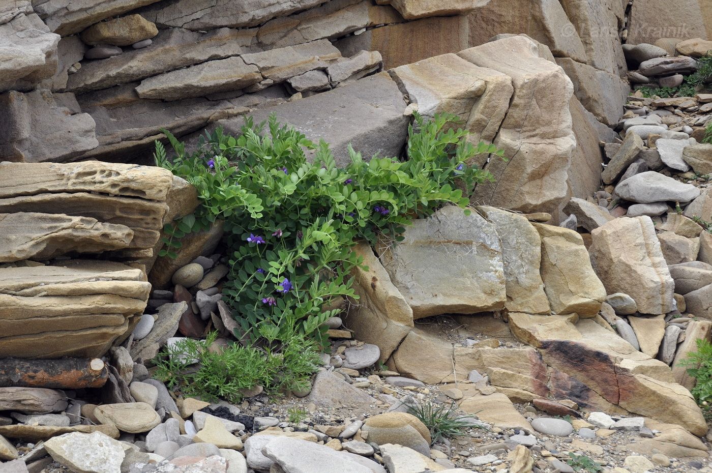 Image of Lathyrus japonicus ssp. pubescens specimen.