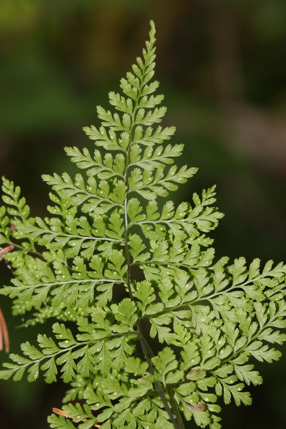 Image of Rhizomatopteris sudetica specimen.