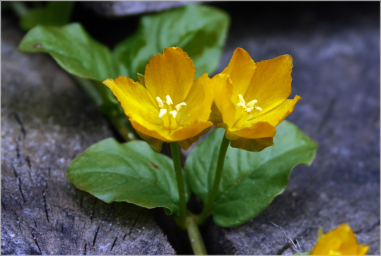 Изображение особи Lysimachia nummularia.