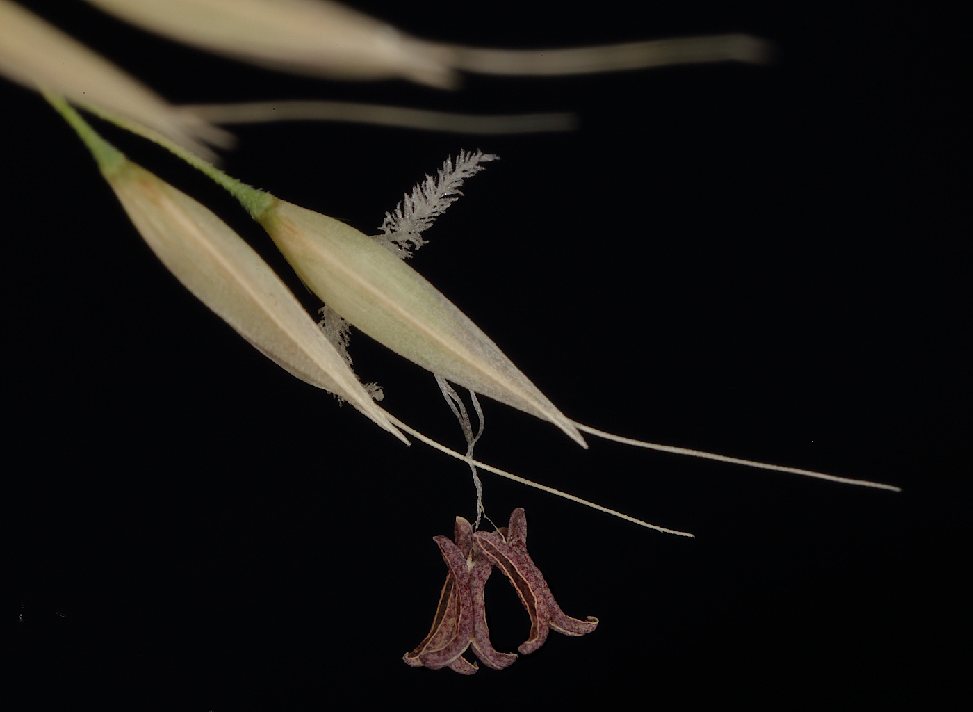 Image of familia Poaceae specimen.