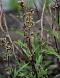 Artemisia tilesii